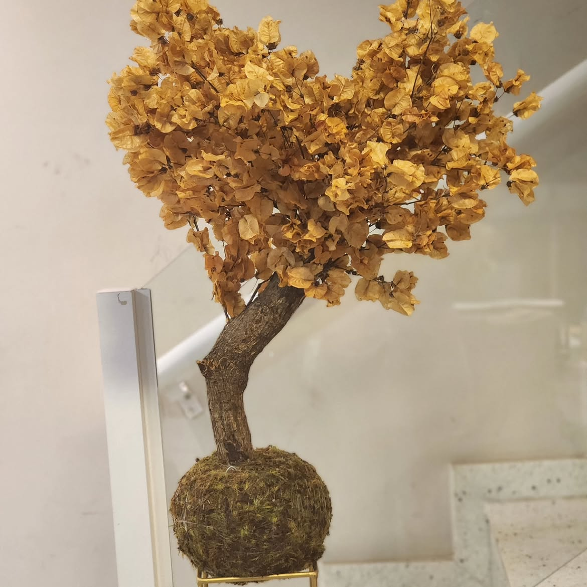Kokedama Bonsai