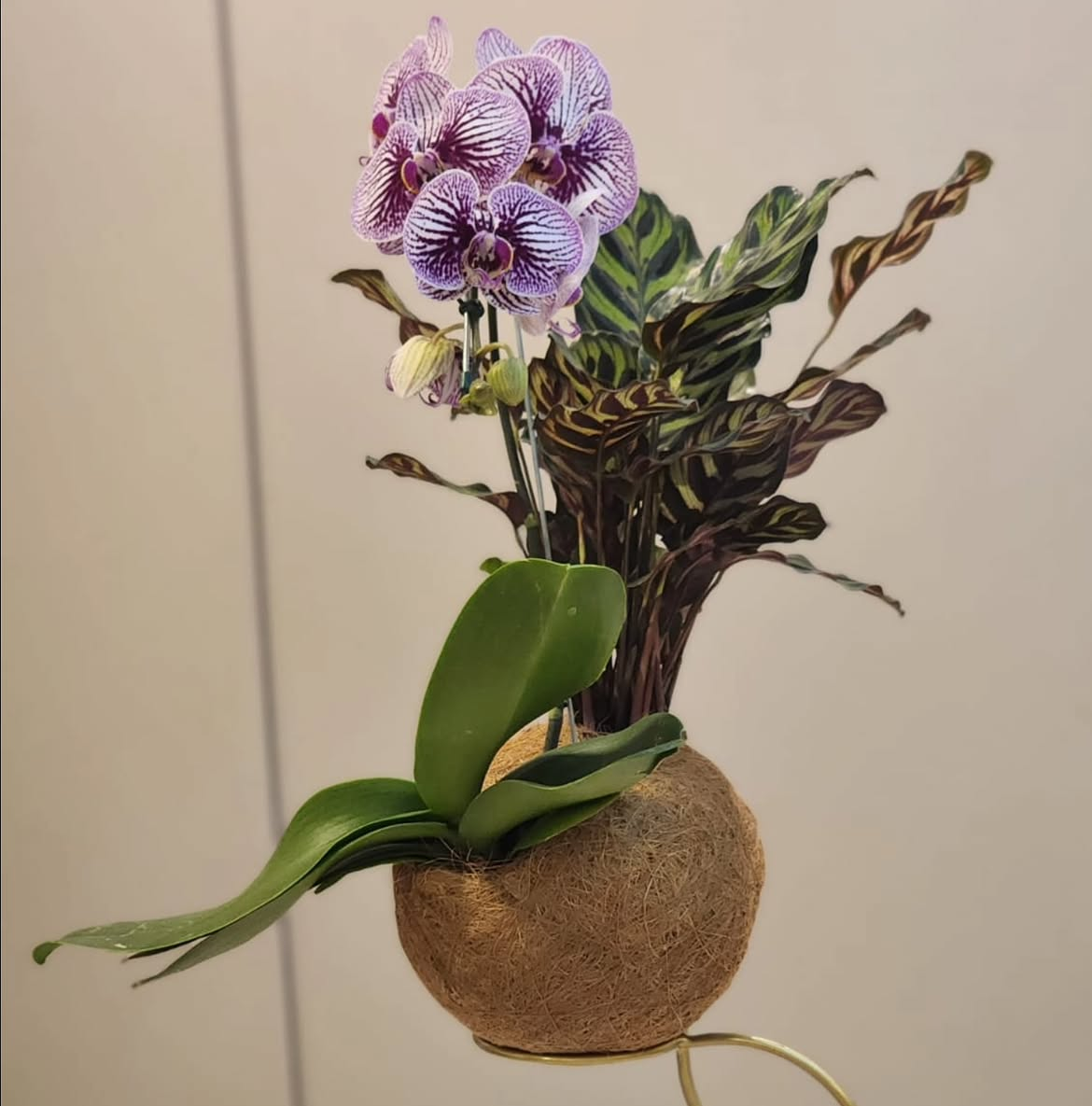 Kokedama Orquídea