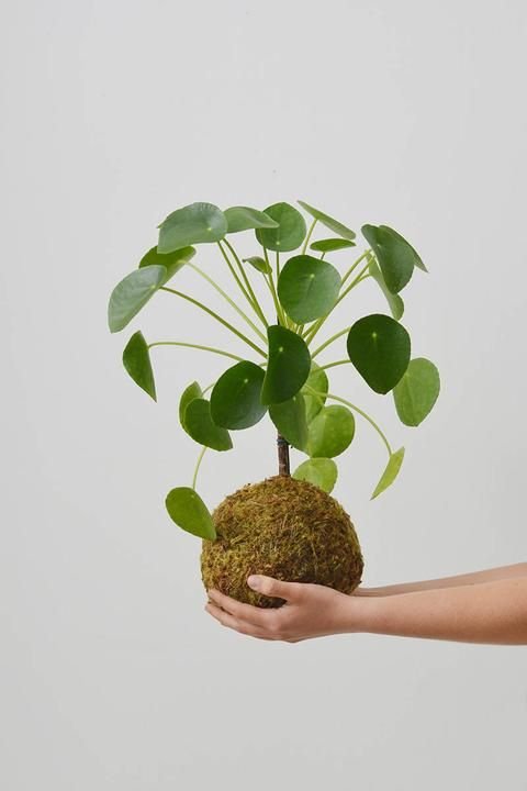 Kokedama Pilea