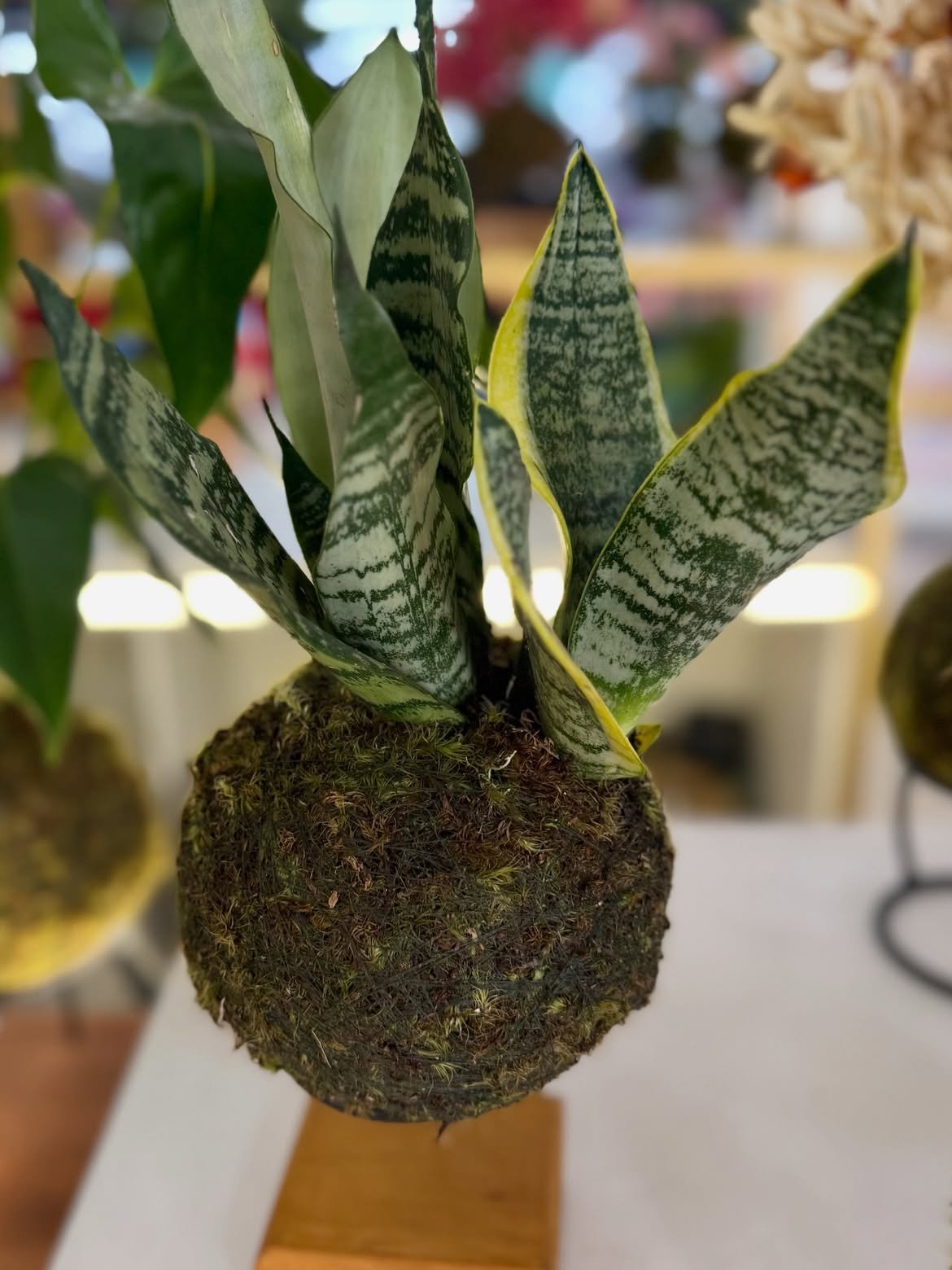 Kokedama de Espadas